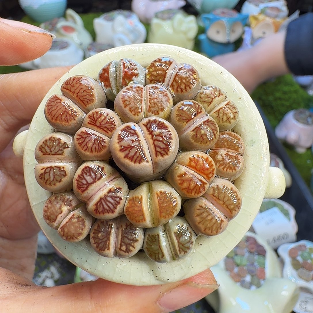 多肉植物福利冲602