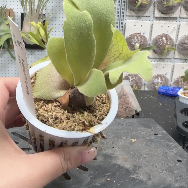 爪哇v鹿角蕨孢子苗