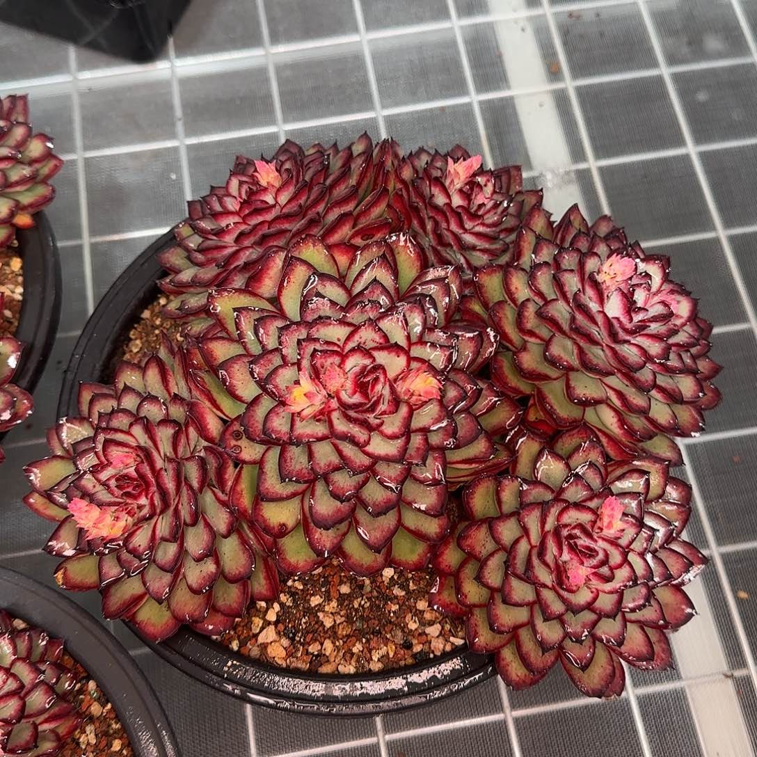 从前慢花园精选肉酱玫瑰