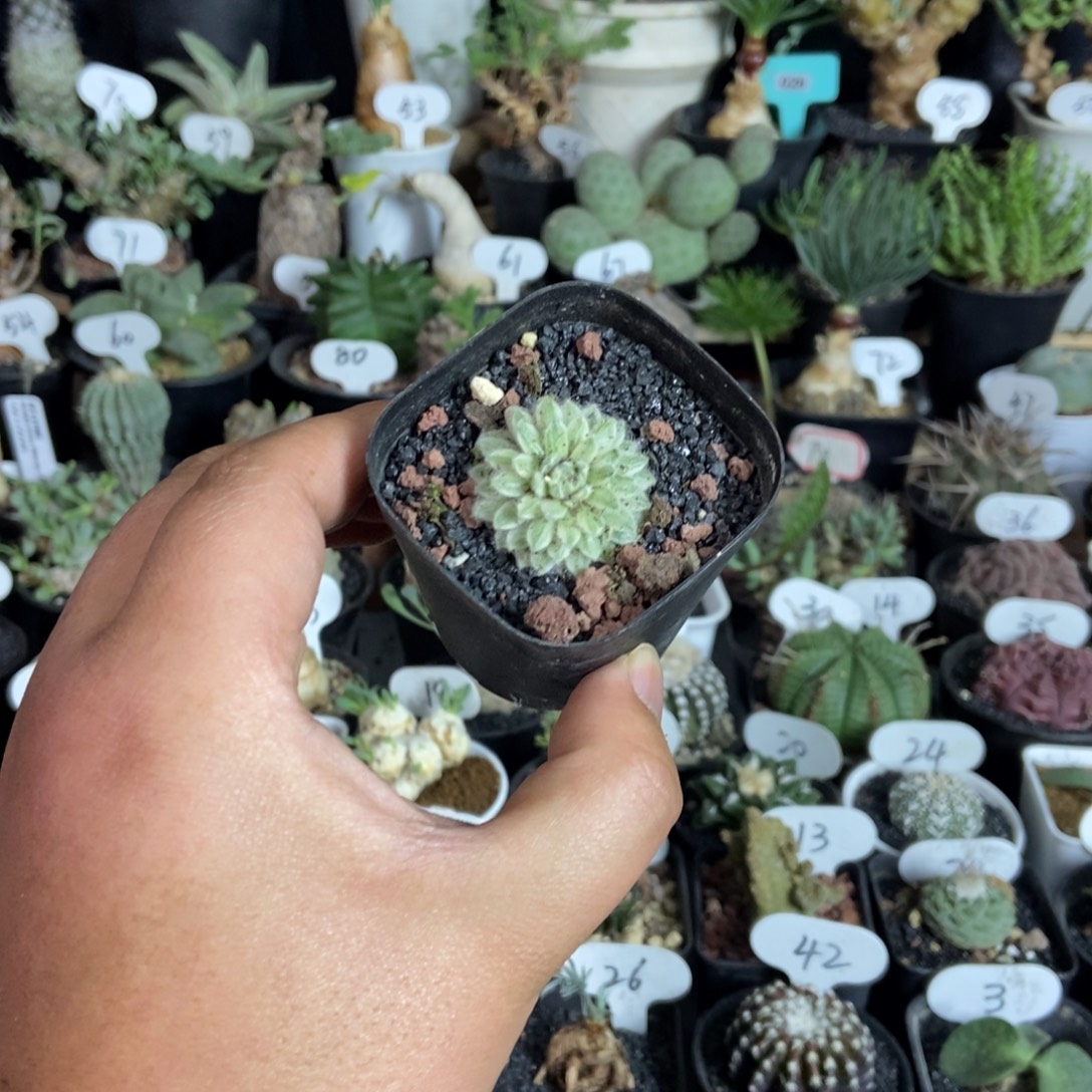 长生草锦一物一拍