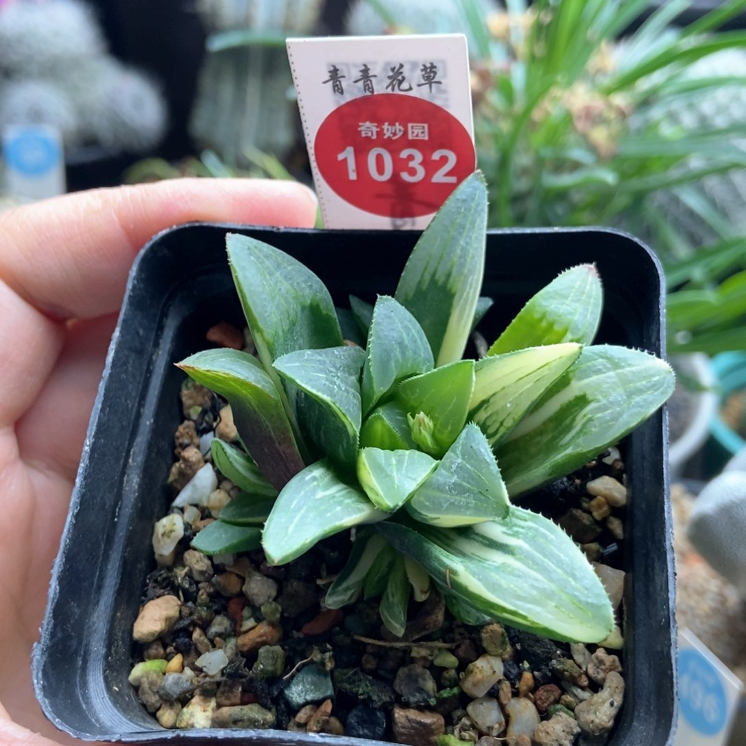 姬寿锦一颗仙人球