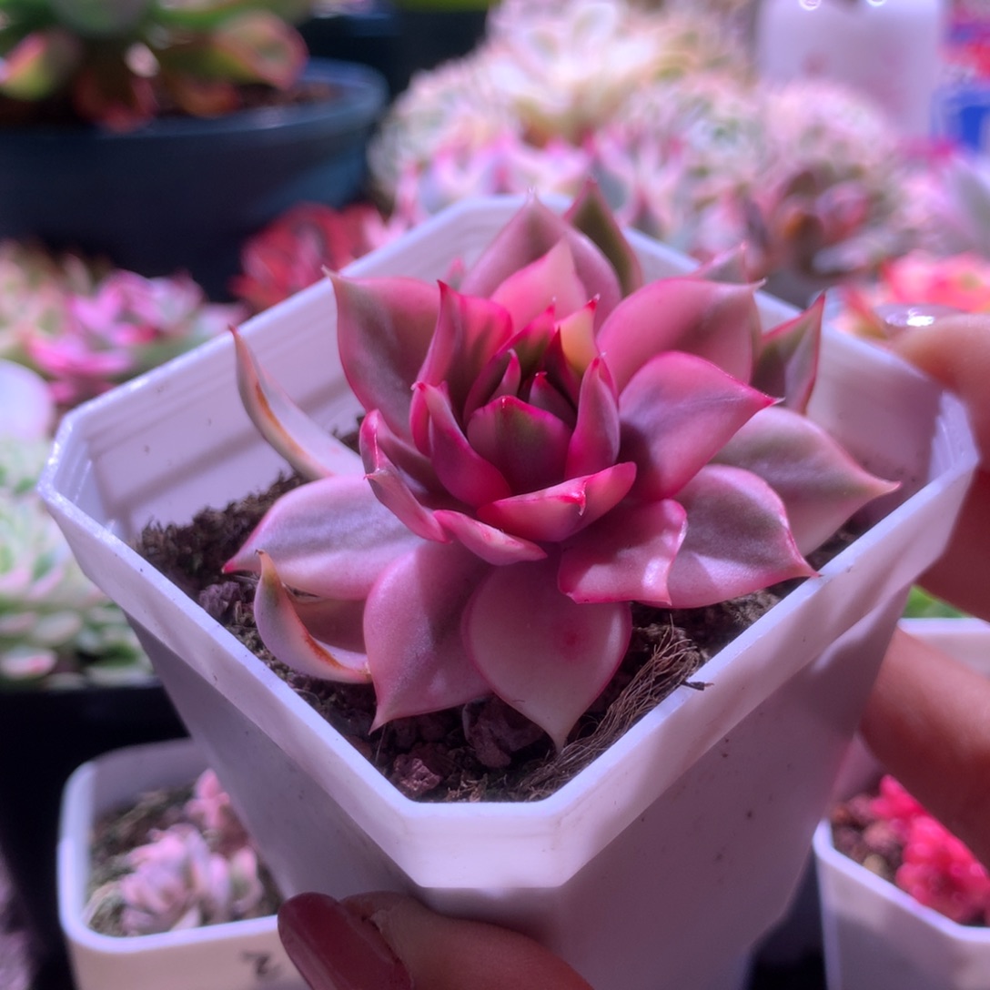 红莲覆轮锦有根有