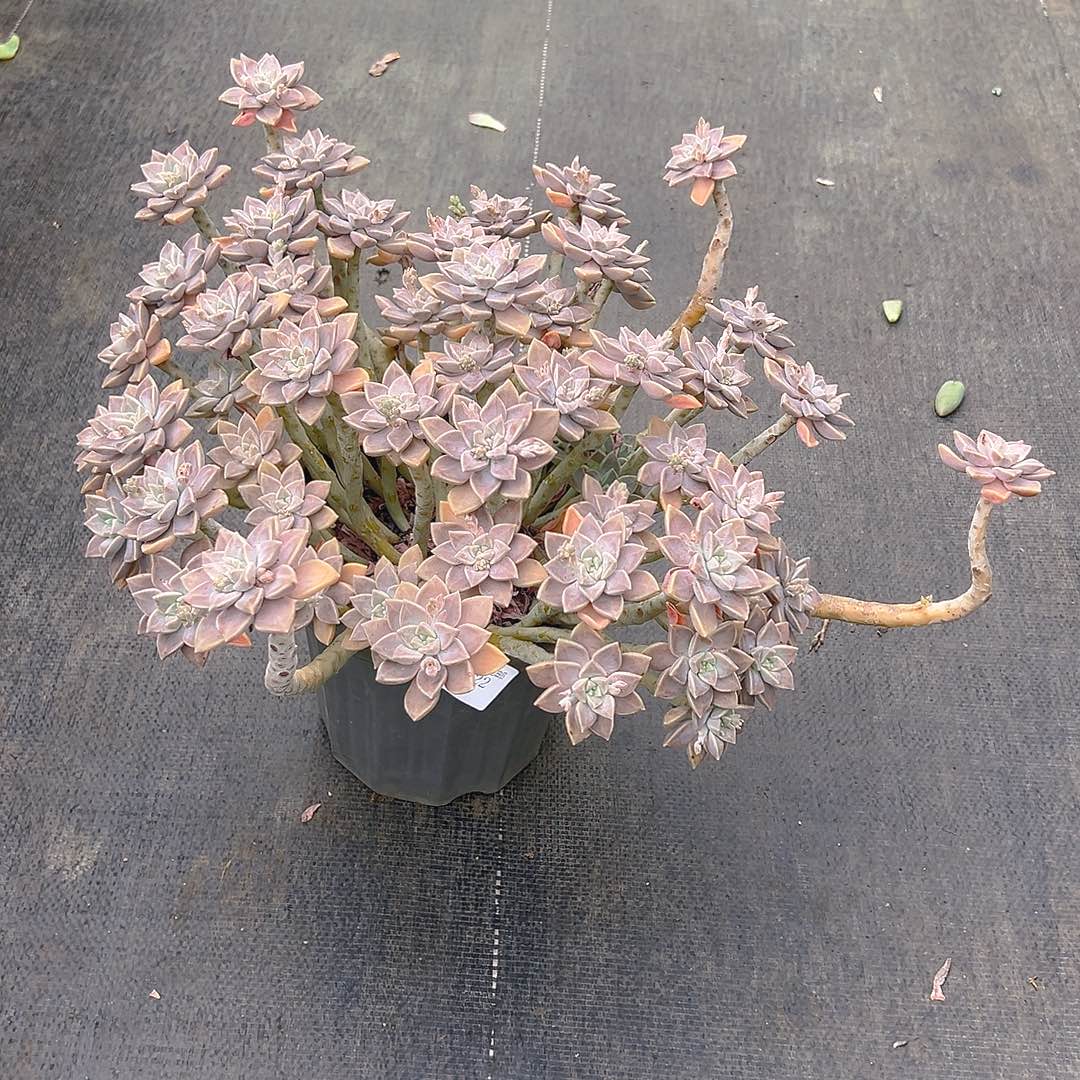 涛***鱼2622阿伦培多肉植物多肉