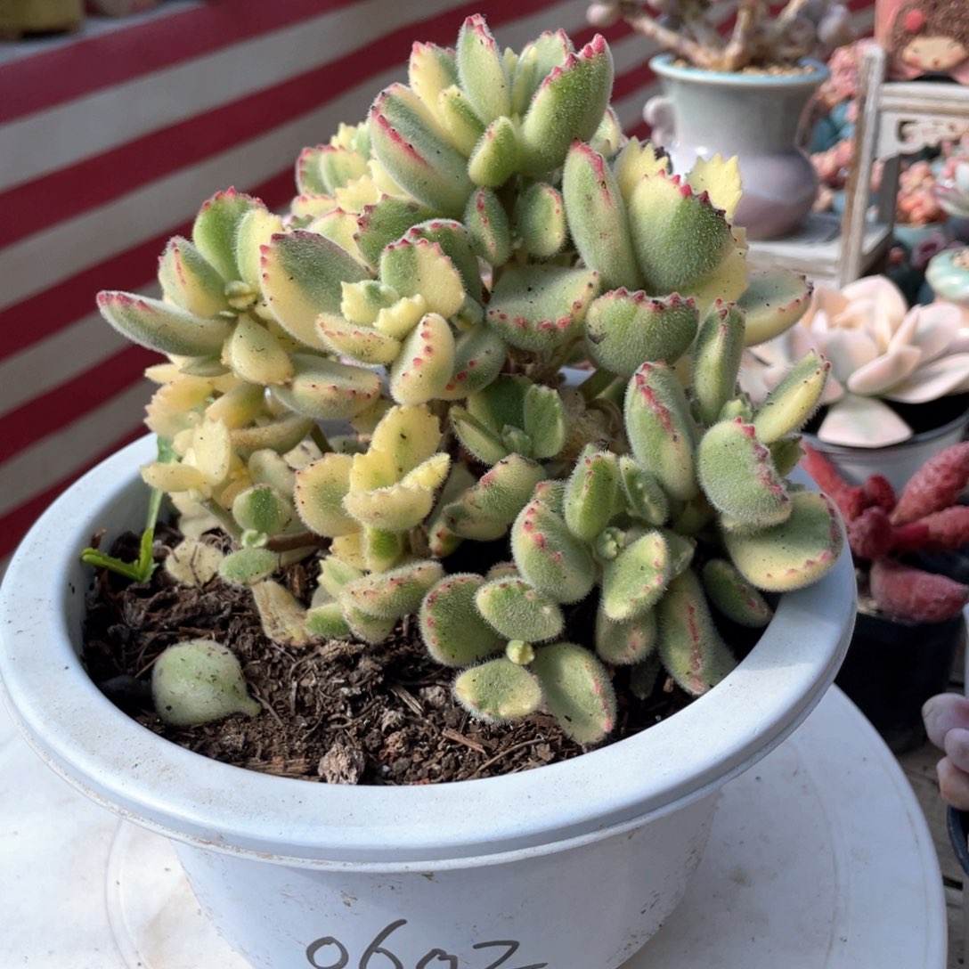 豆*肉白熏大盆56.8多肉植物