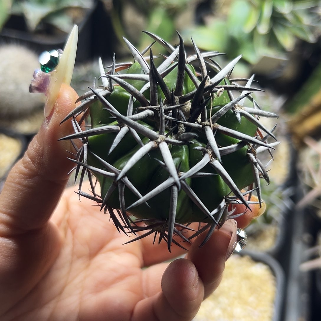 老***王圆盘仙人球6666666