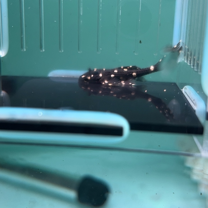 C***.清道夫鱼20-075瑕疵白珍珠剑尾一条