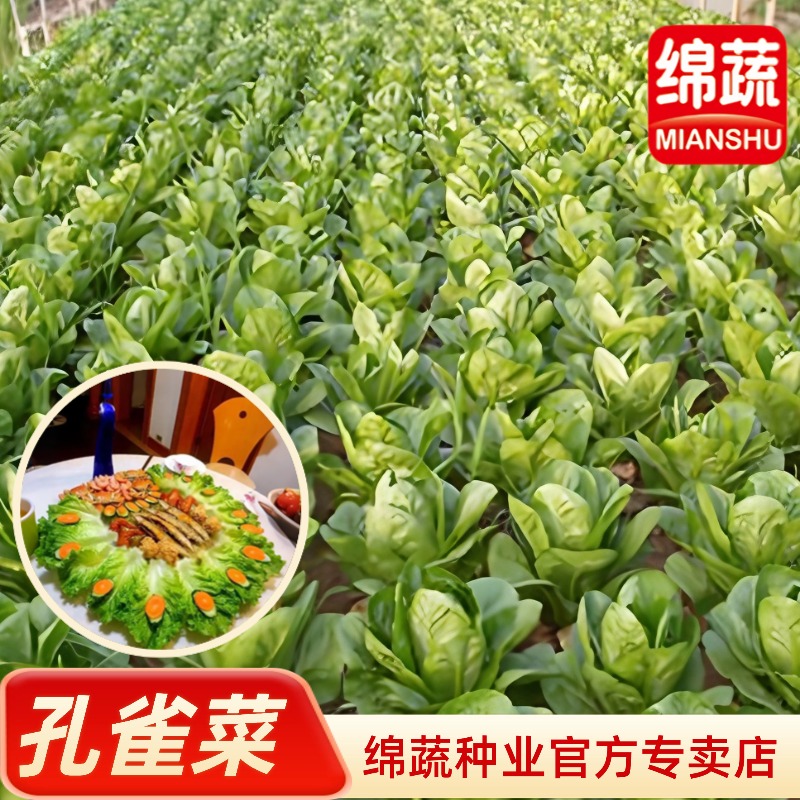 绵蔬《孔雀菜》口感好、品质佳、抗性好阳台小菜园种植种子发芽