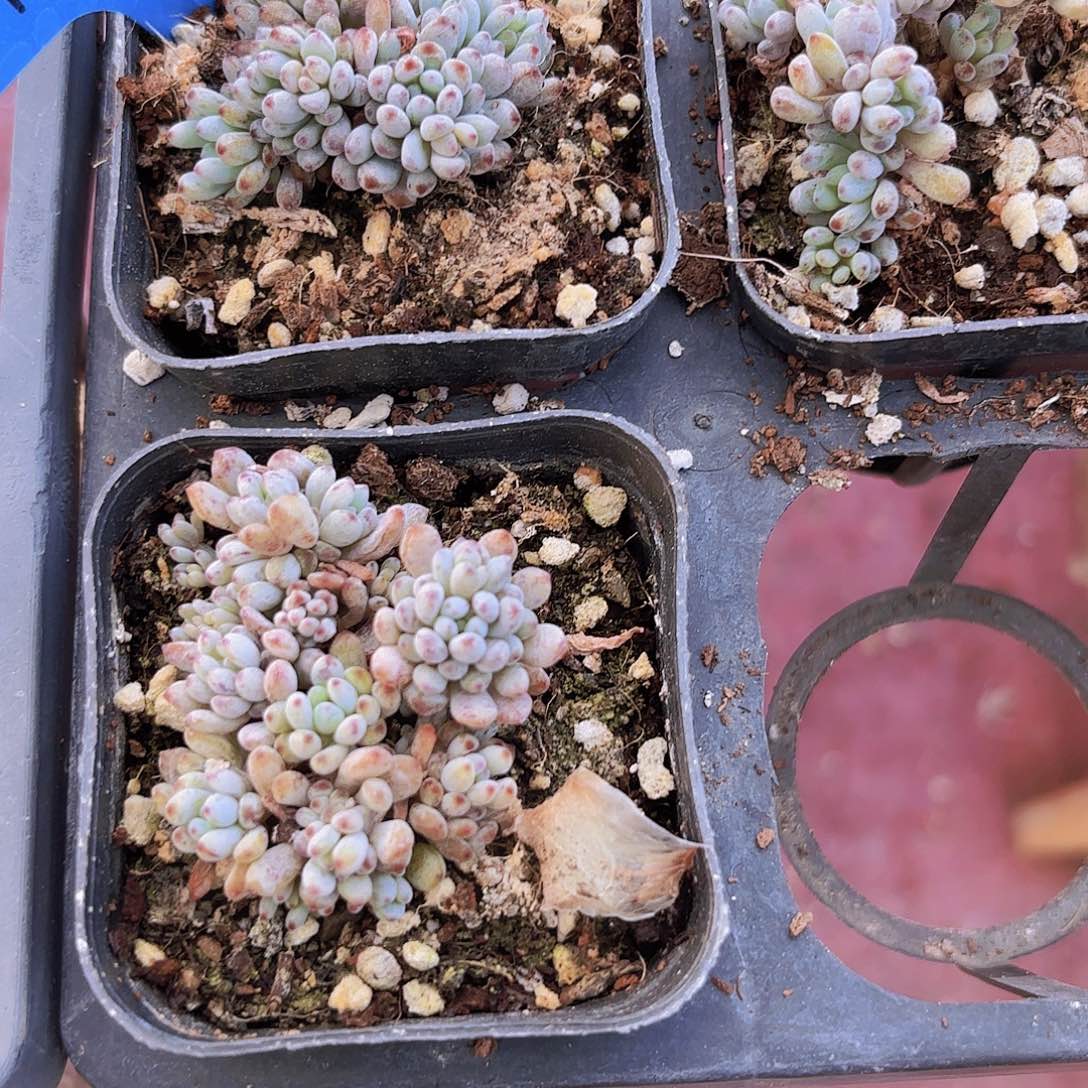 精品蓝豆多肉植物