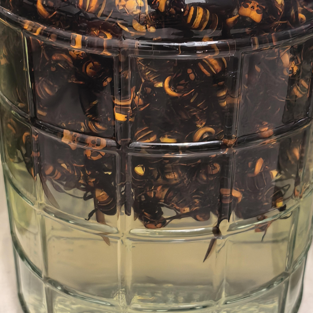 大山金环虎头蜂300+30只猛货热卖（用来泡10斤）原材料