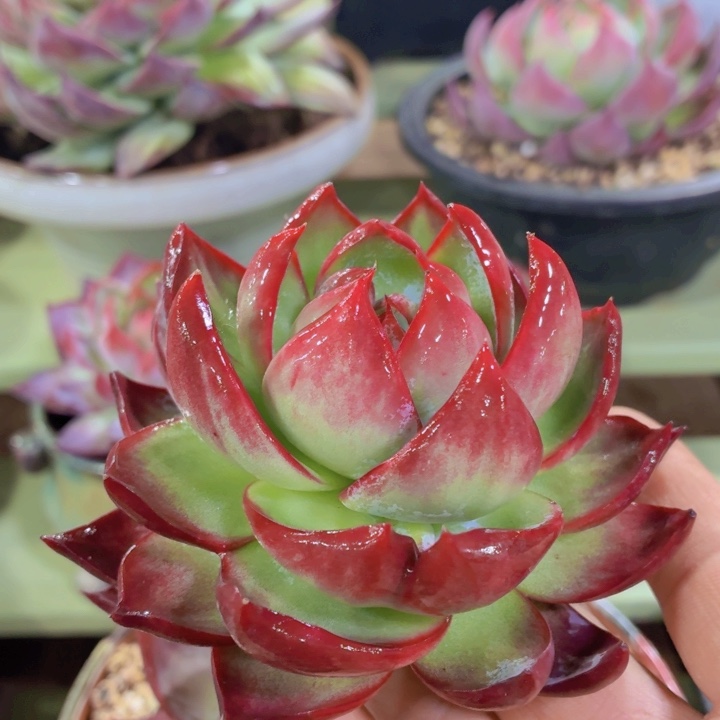 惊鸿仙子一物一拍