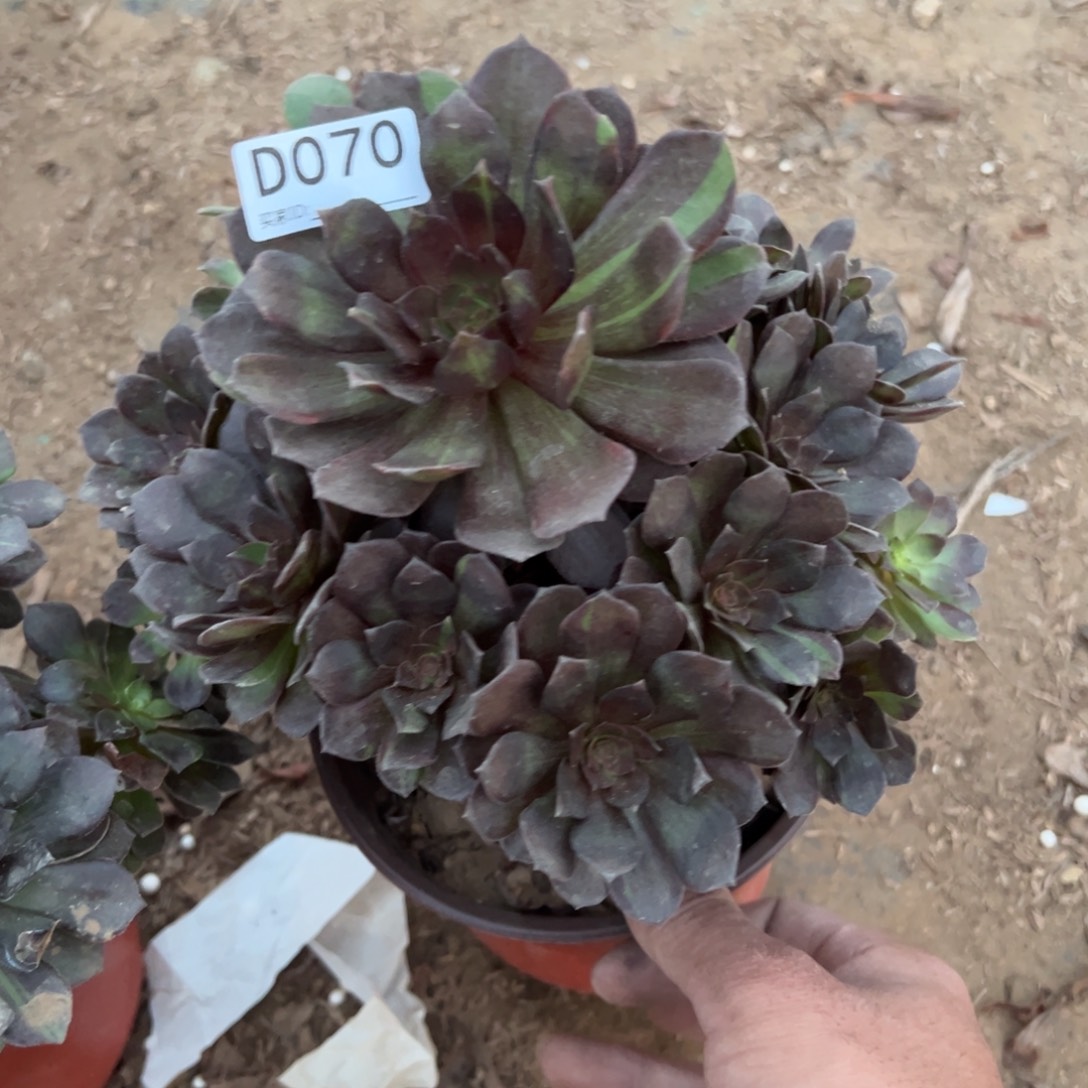 西***贝070千面男爵多肉植物法师