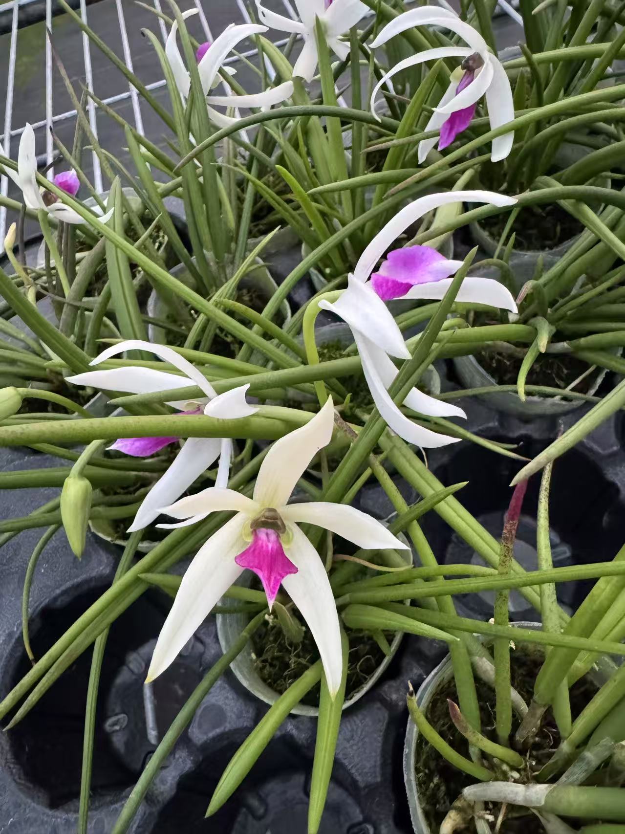 棒叶兰 1.7寸 苗株