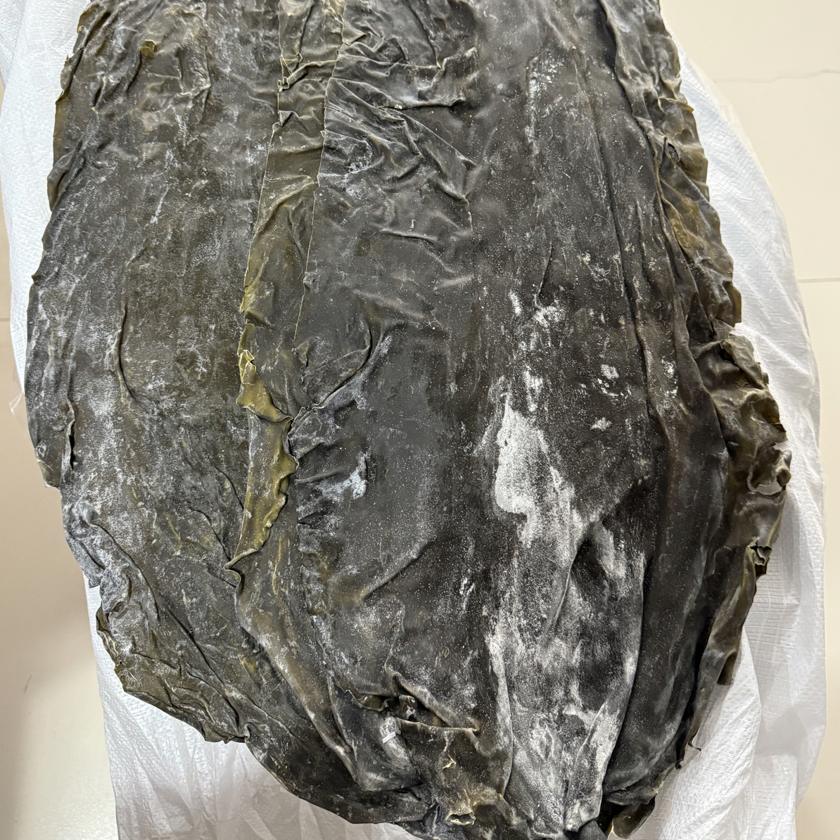 当季长岛海带干海带