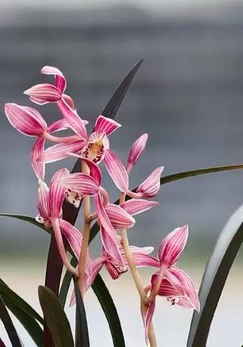 寒兰【红草】花艺双全 高端红花名品 收藏价值高