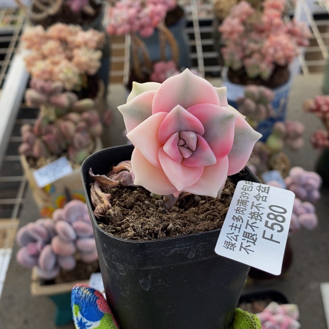 彩虹锦580/4cm多肉