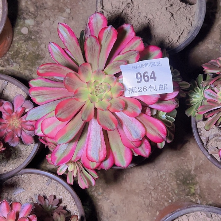 965美姬多肉老桩