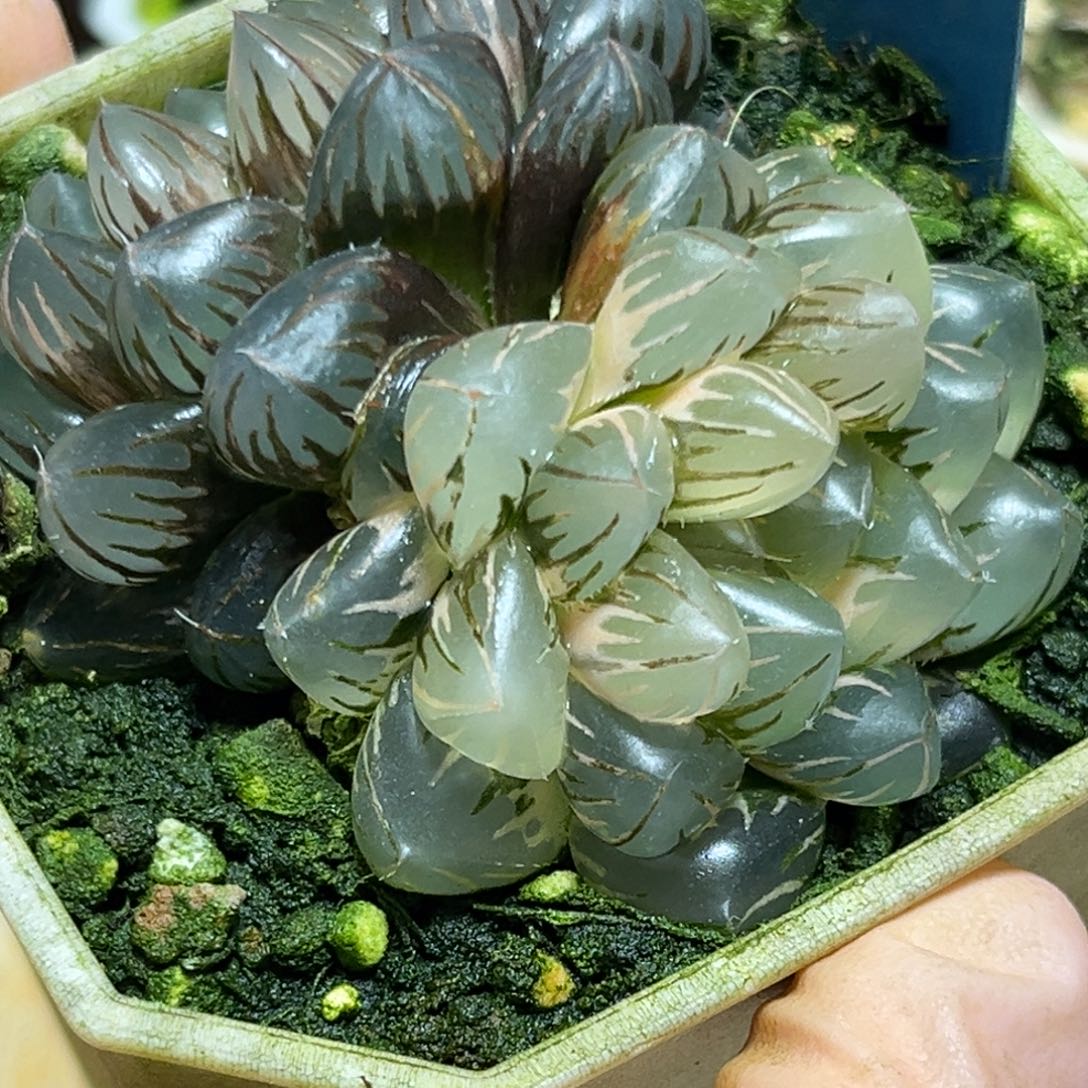 恭喜发财大吉大利895