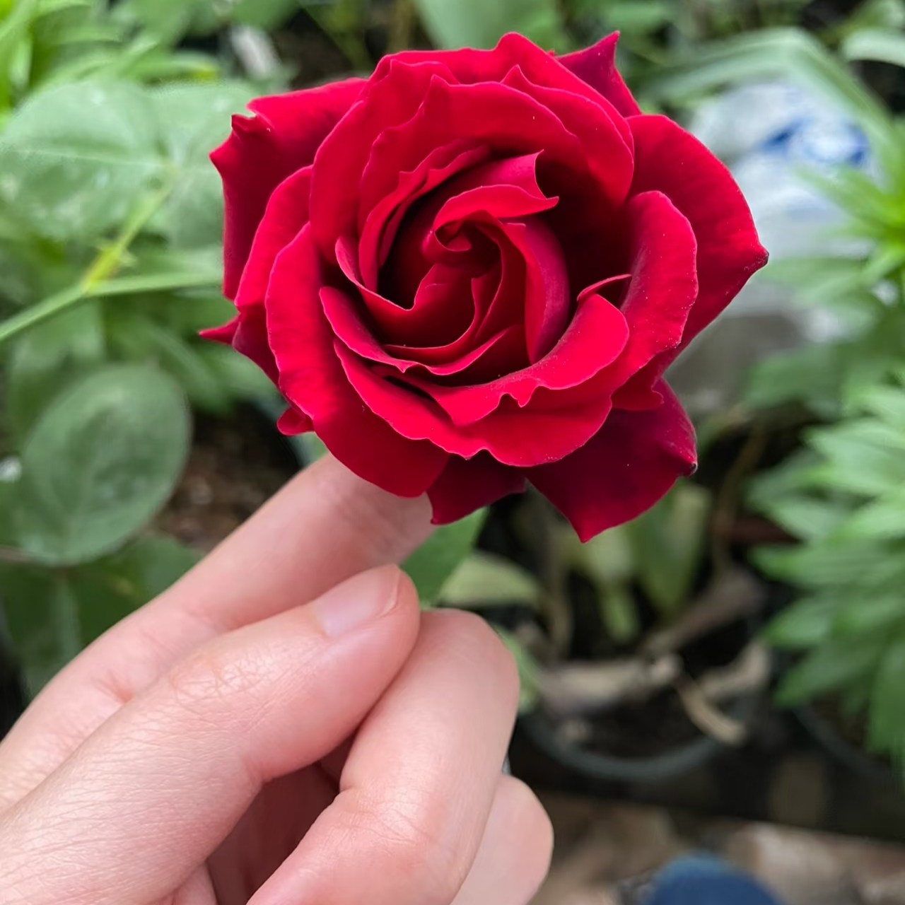 【斑粝岩】精品浓香大花月季抗病耐寒庭院（1+根接土球发货）