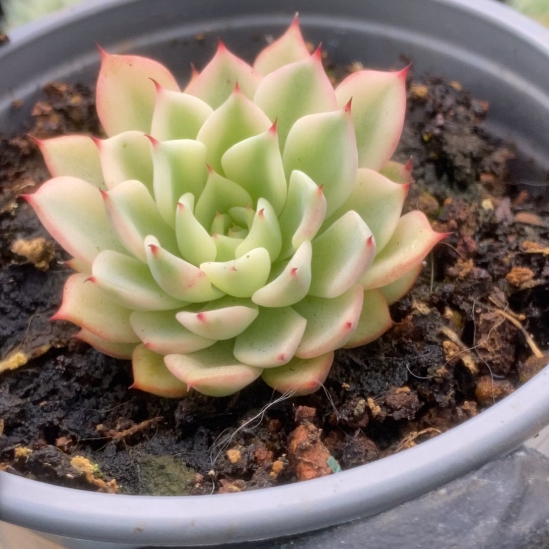 486吉尔巴玫瑰花锦锦锦锦锦