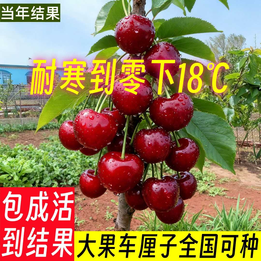 特大车厘子树苗大樱桃早熟车厘子果树苗庭院盆栽抗旱阳台水果树苗