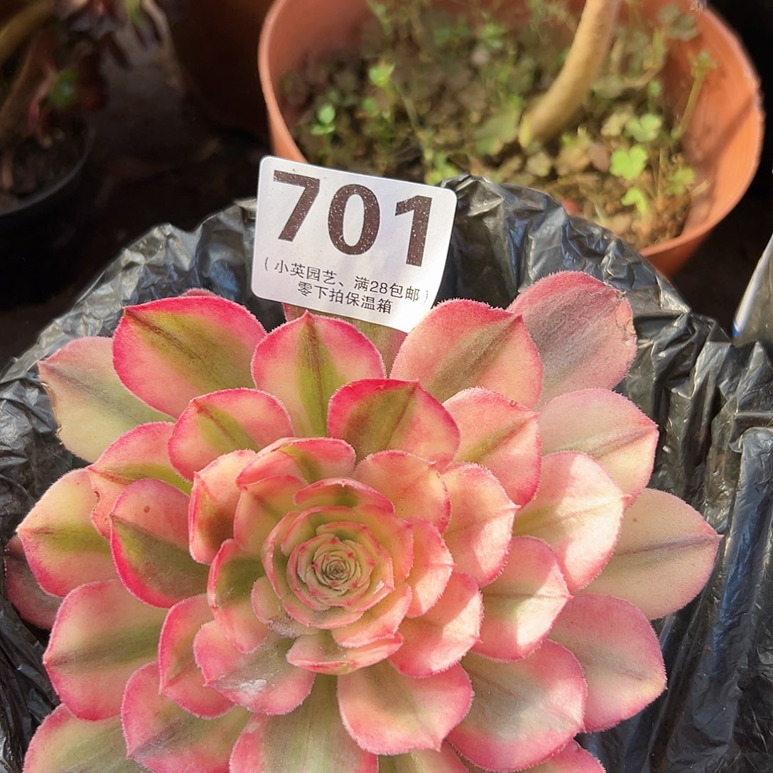 多肉植物多肉植物701