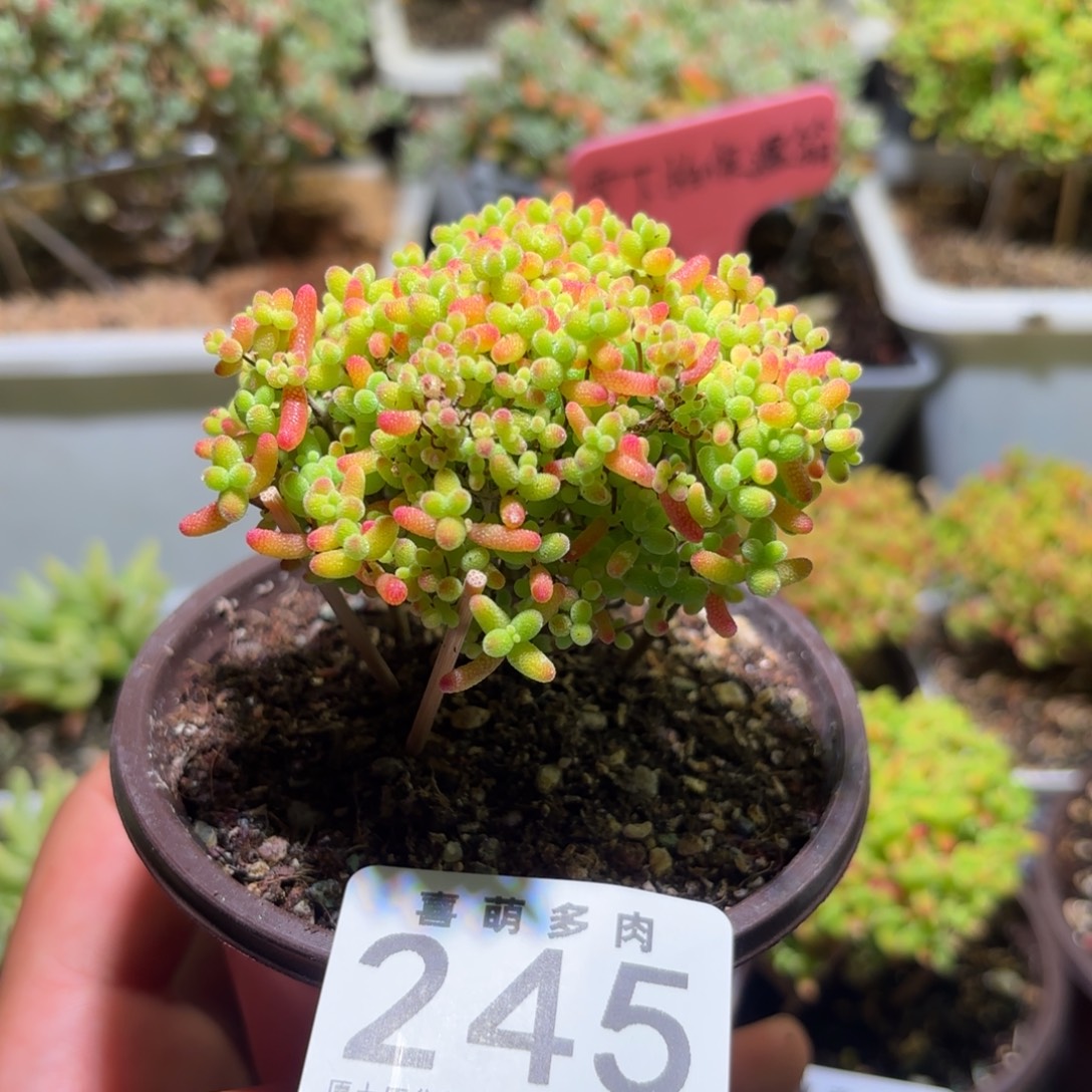 枝干番杏密橘糖球245