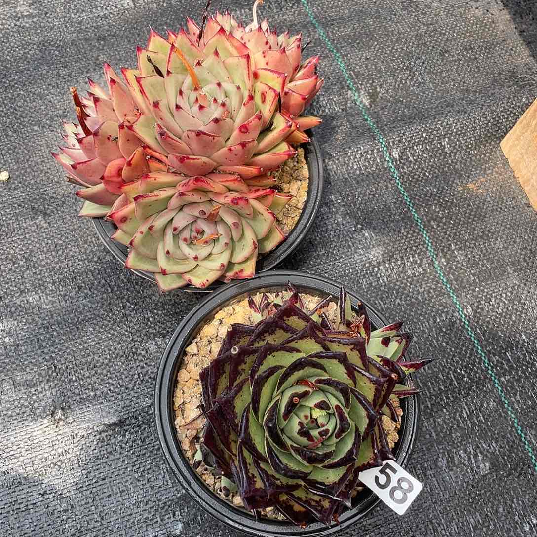 若如东云组拍758