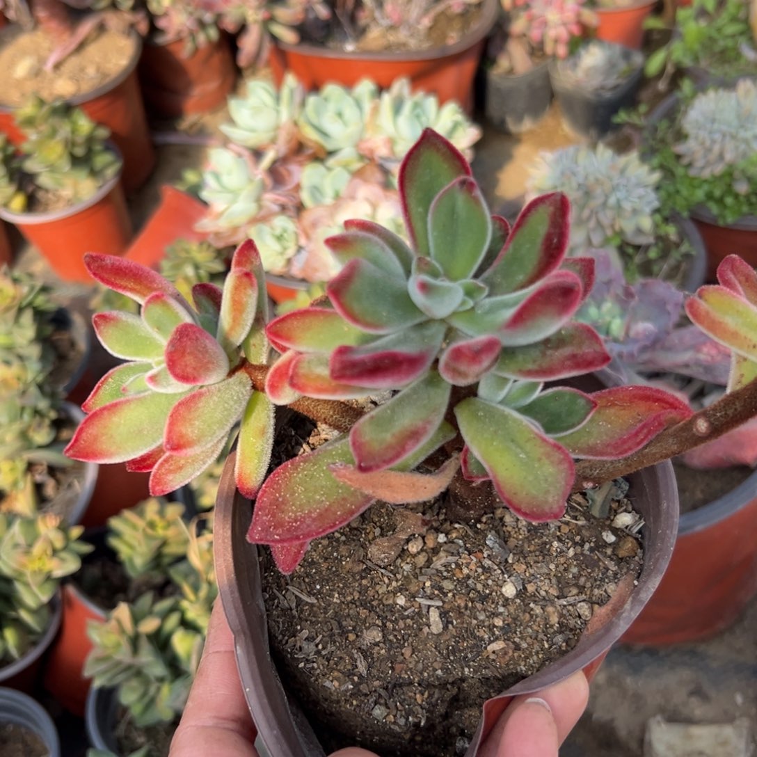 多肉植物多肉植物