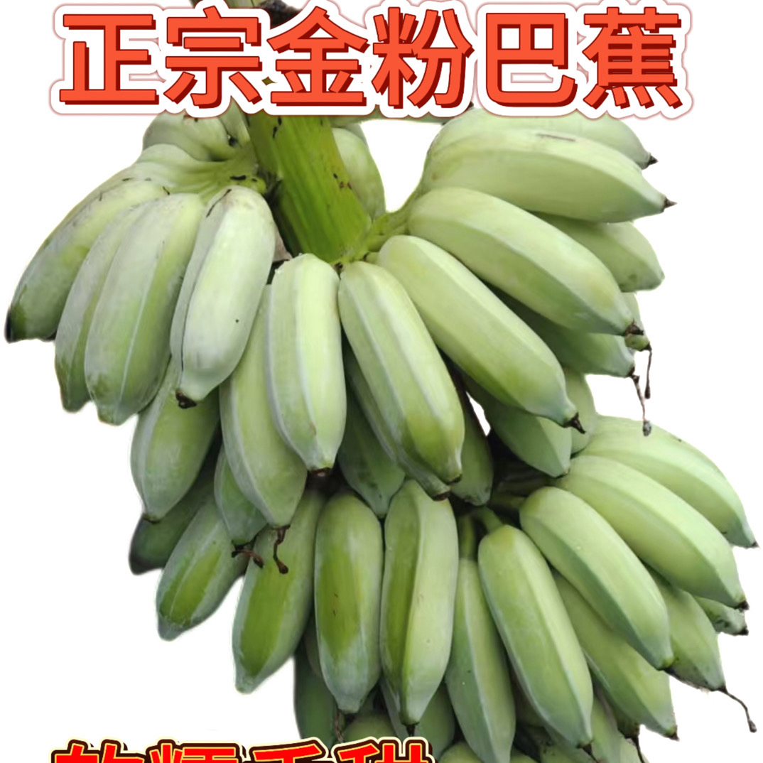 【正宗金粉】现摘高山云南巴蕉软糯香甜当季新鲜水果产地香蕉