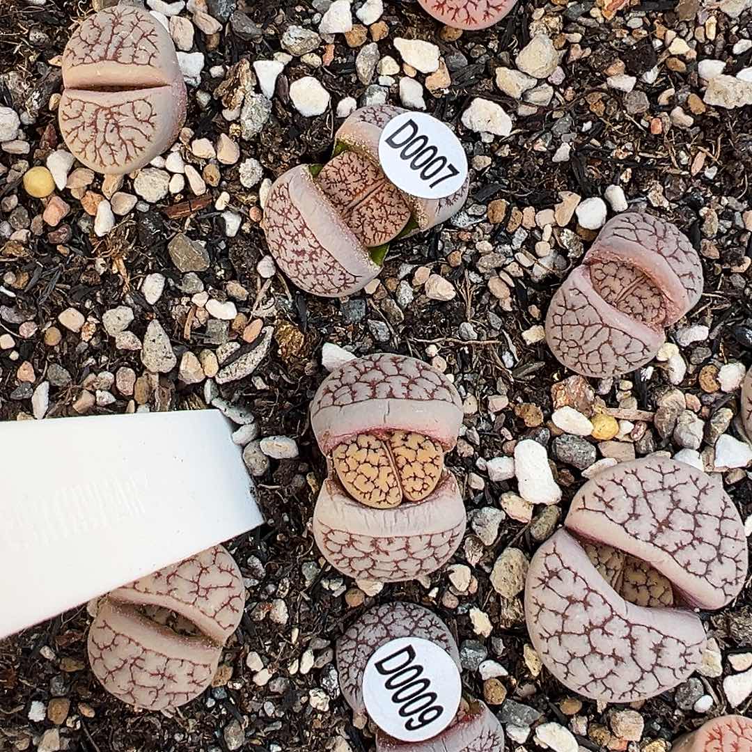 完全开放c189 D07➕D09