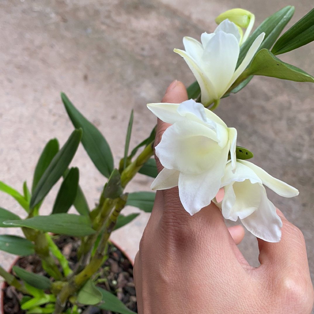 素金钗开白色花完全种活带盆发货