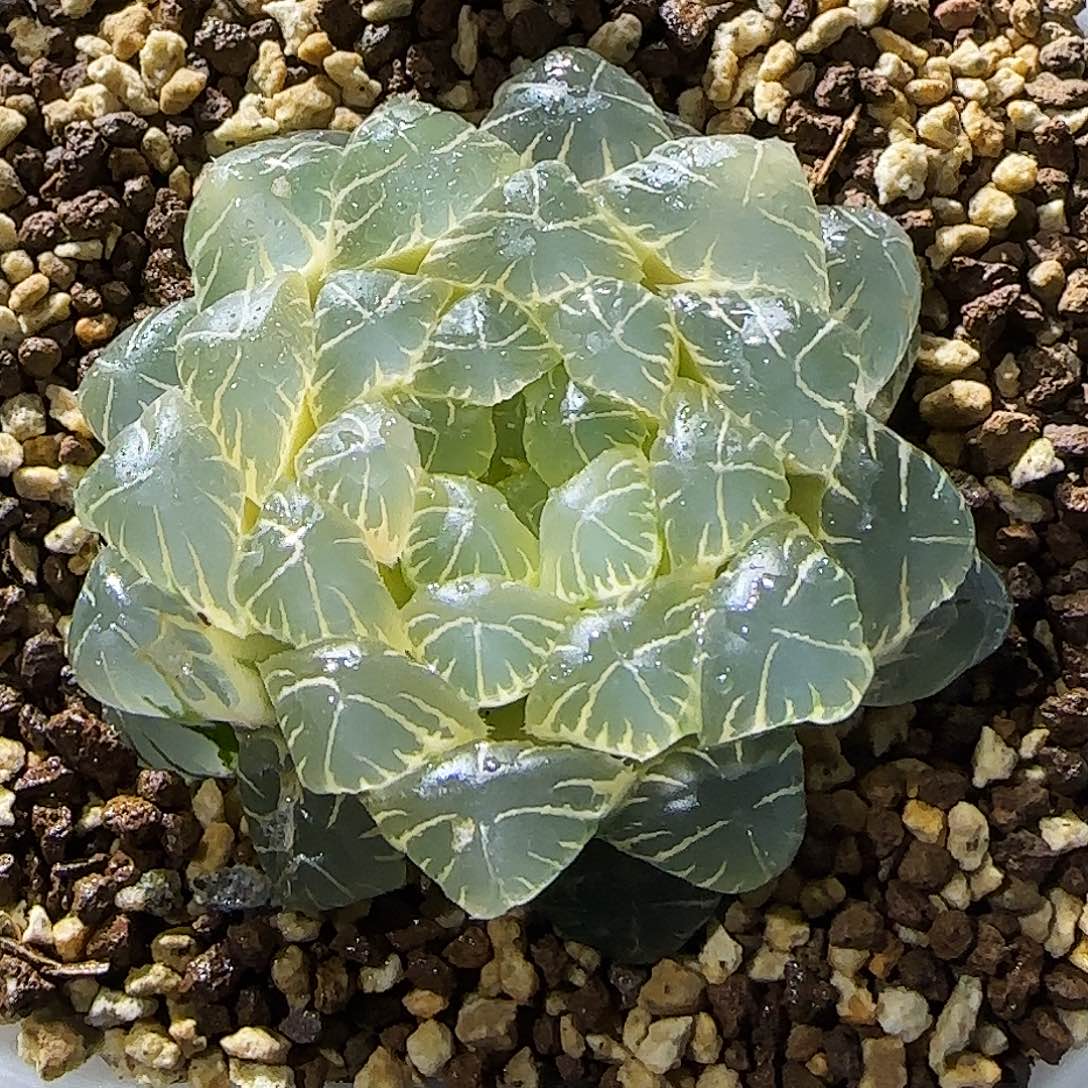 79号湖水纯糊斑 5.6 厘米左右一物一拍带盆发货