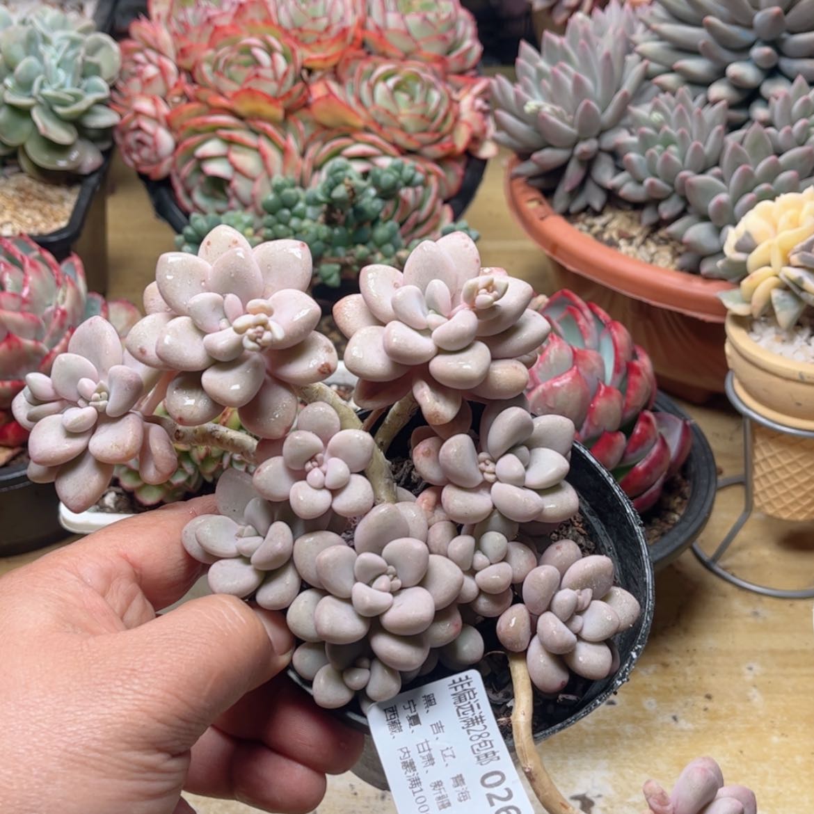 【闪购商品】026艾伦