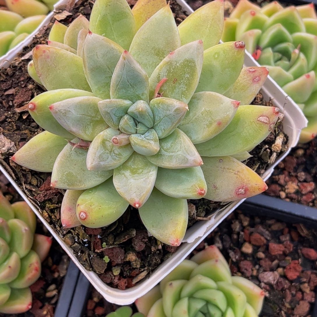 1178号上午多肉植物群生多肉