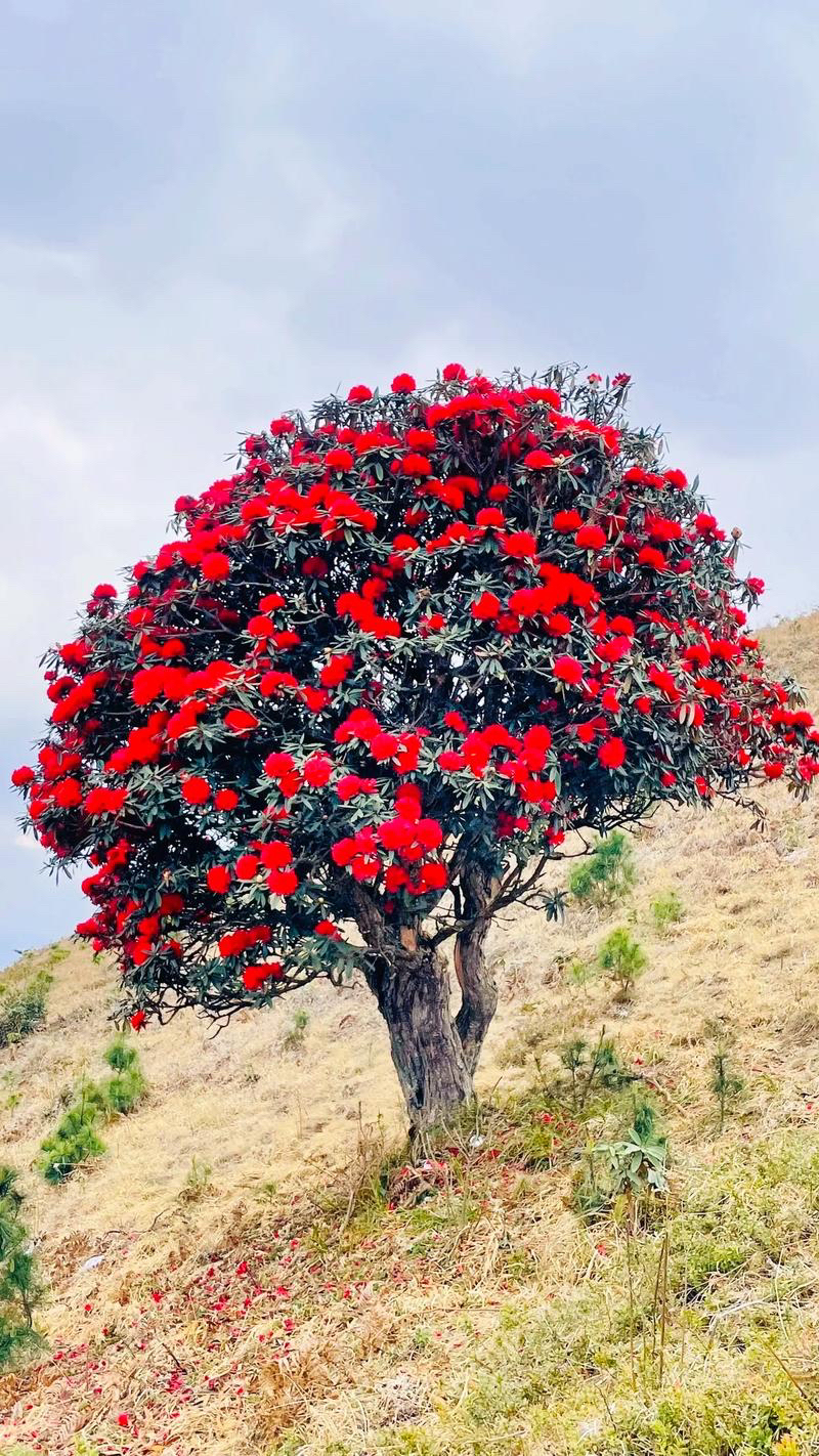 马缨花映山红，高山杜鹃花精品老桩造型盆景庭院耐寒耐热四季绿植
