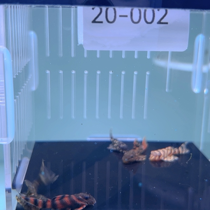热带鱼不分公母5条20-002