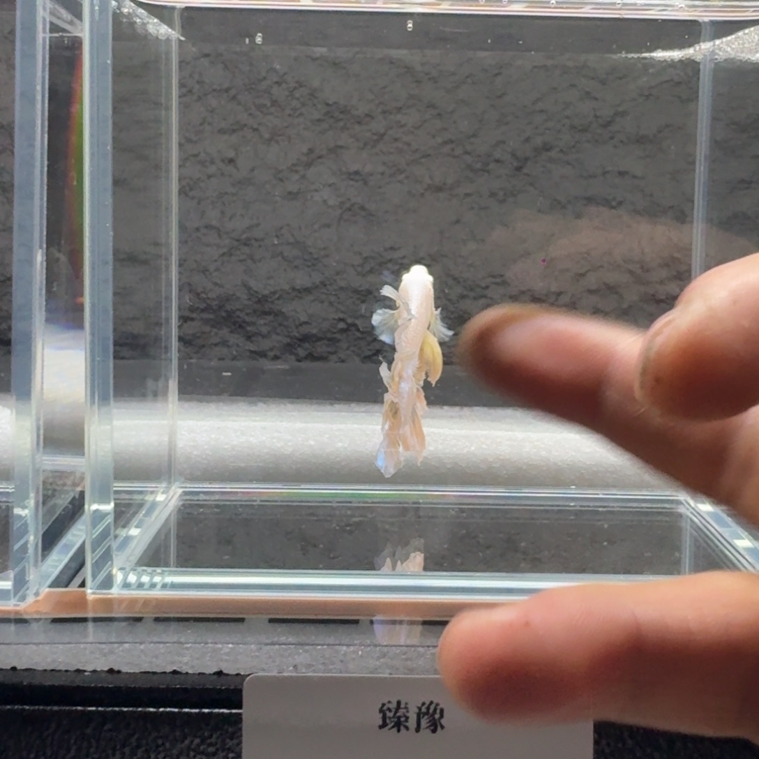 念***柔斗鱼泰国半月斗鱼