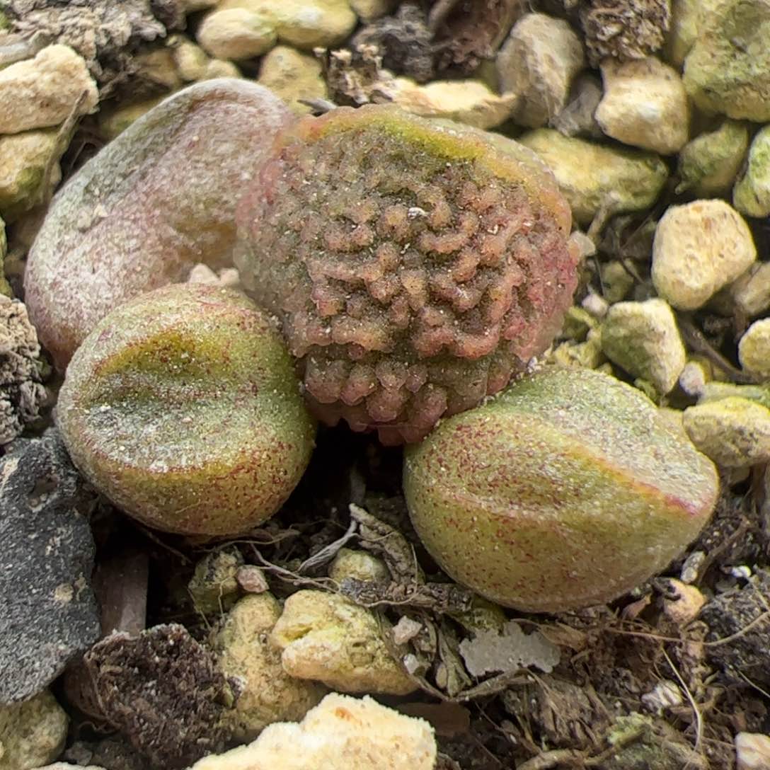 特价实生新品整颗多肉植物水泡