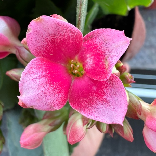 【玛丽单瓣花】长寿花 单瓣品种 开花大