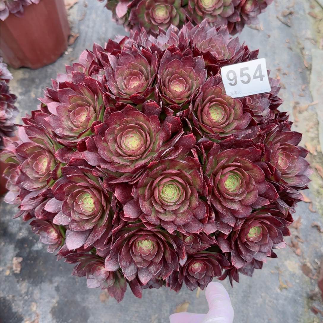 954多肉植物若桃