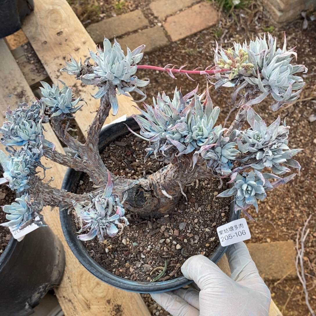 106号白菊杂大群瑕疵