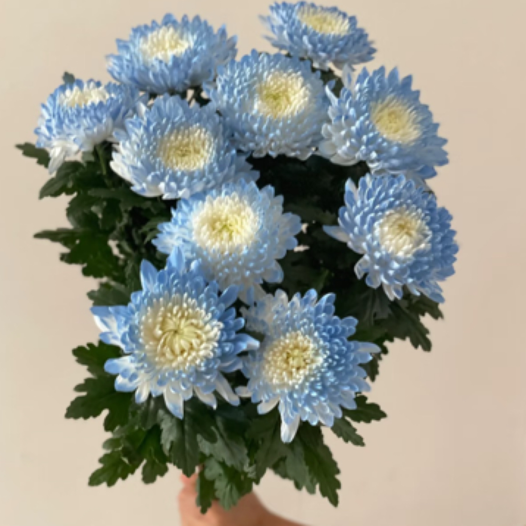 【黄白菊10支】全国发货/西藏新疆/3单1运费/长花期/耐养/瓶插