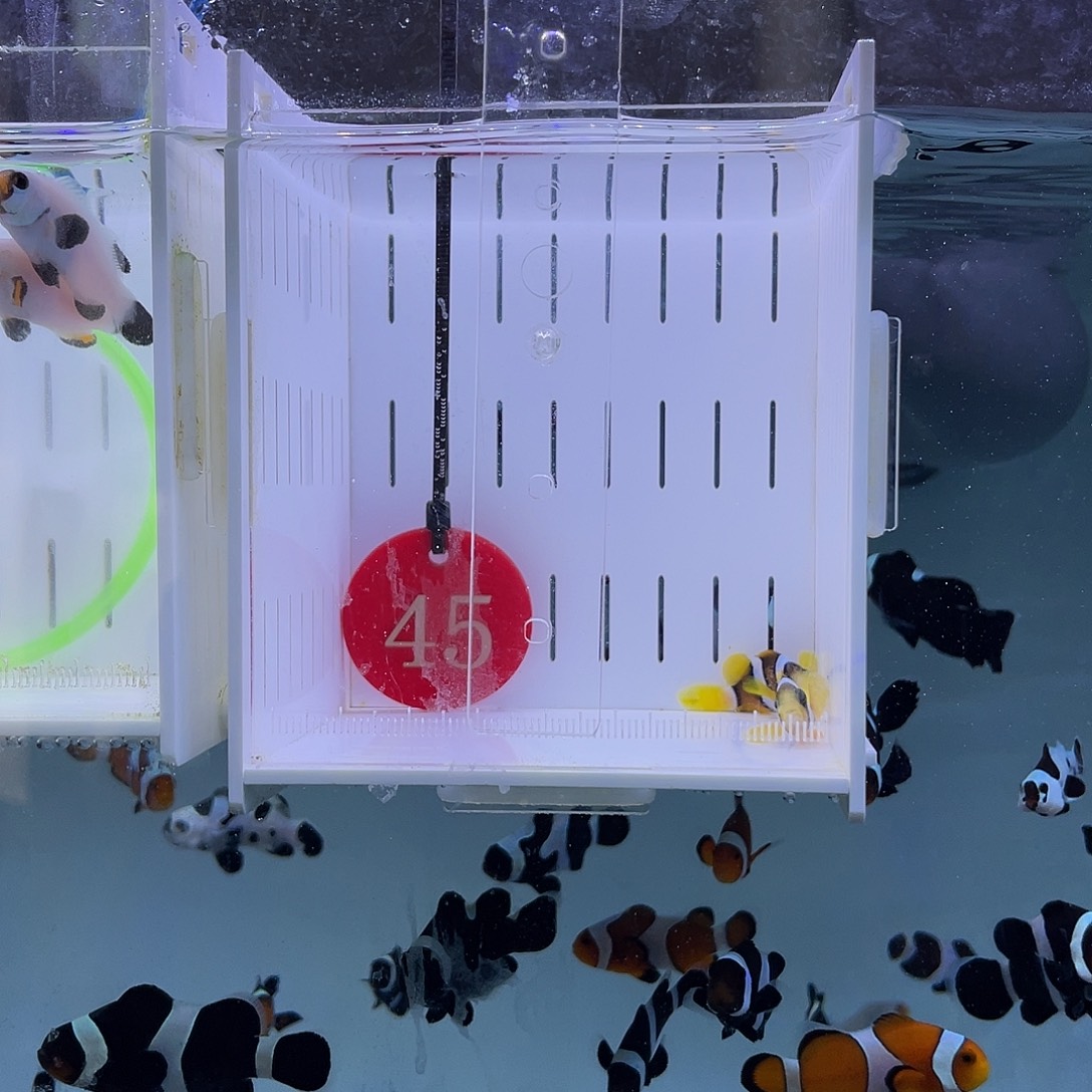 海水鱼人工金双待3-4厘米