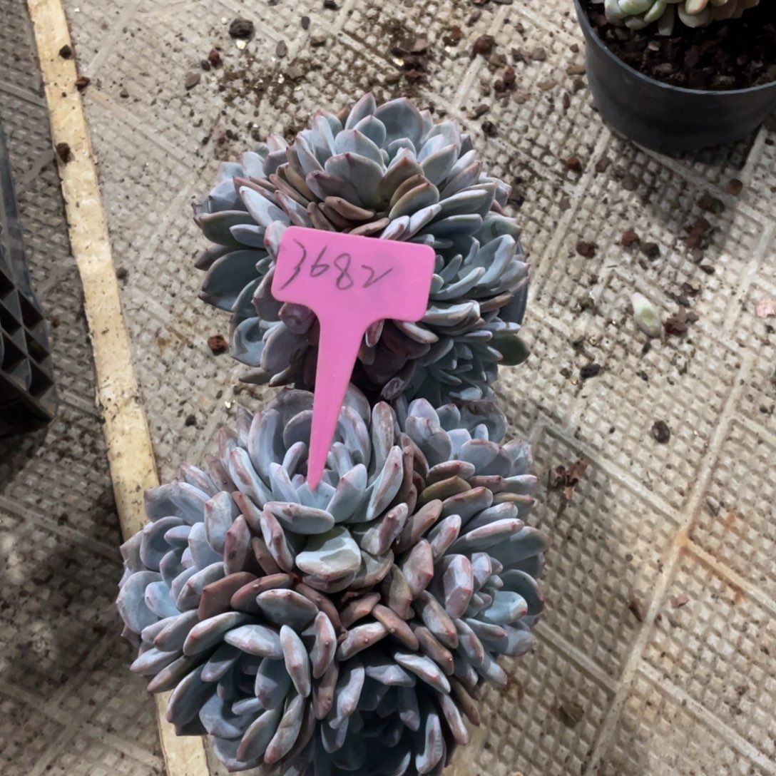 肉****星影缀化多头群生3682