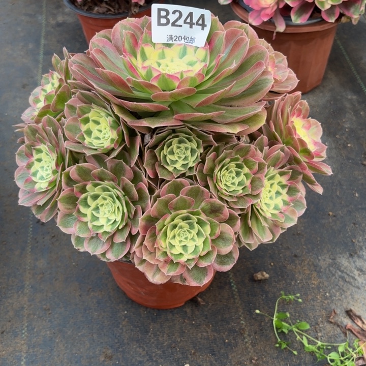 光****瑞妈，，。。。。244绿体