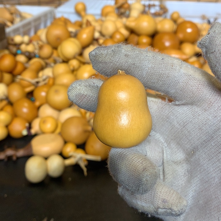 梨等经济林作物中含有多种植物蛋白