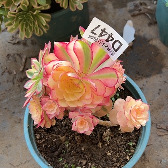 自***?多肉植物一个