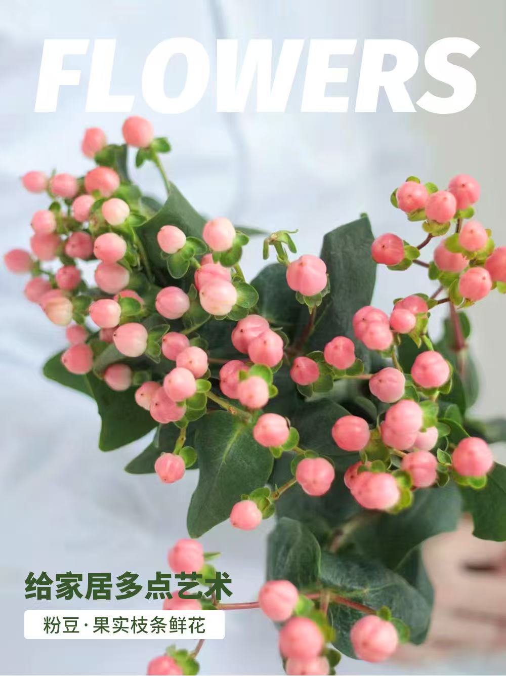 卓拉鲜花-粉豆鲜花