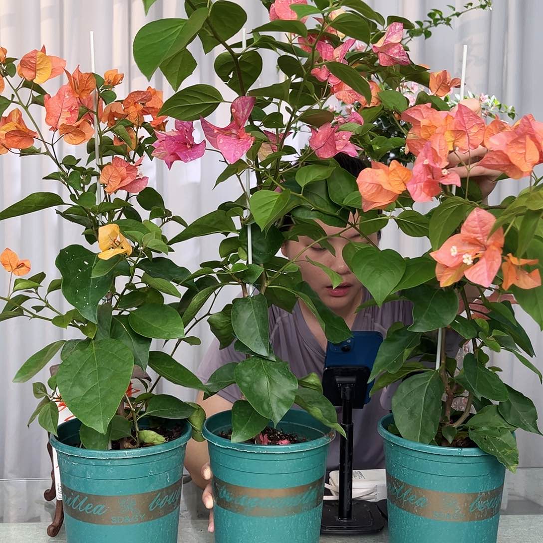 当前无花栽培后可以开花阿达娜带竹一颗