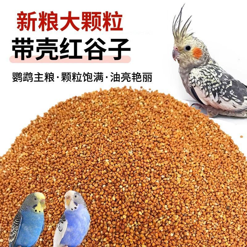 优质带壳红谷子 增亮毛色饱满鸟食鸟粮虎皮鹦鹉珍珠鸟粮食
